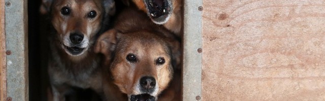 Поиск пропавших животных в Эстонии может стать намного эффективнее