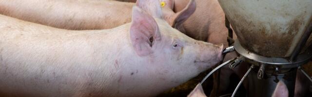 «Свинину в ресторане не продашь»: владельцы заведений о ценах на мясо