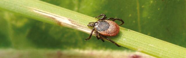 Маленький клещ и большие проблемы со здоровьем: как обезопасить себя в летний период?