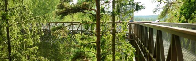 От мертвых дюн до прогулок по деревьям: ТОП-5 необычных природных объектов в Литве, до которых обязательно нужно доехать