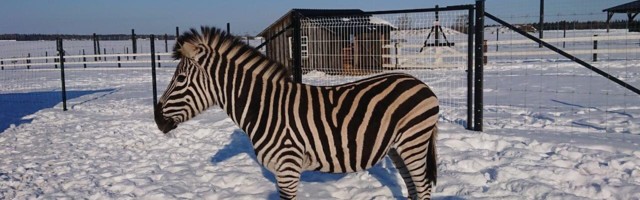 Необычный «товар»: в Эстонии впервые выставили на продажу двух зебр