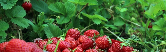 Летом на работу! Касса по безработице организует виртуальную ярмарку для тех, кому от 13 до 29 лет