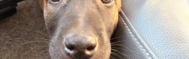 В Лыунаской префектуре полиции новый сотрудник