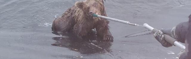 ФОТО | В Ида-Вирумаа два медвежонка упали в водохранилище  