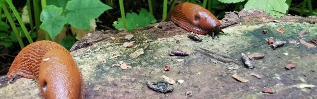 Садовод: сейчас самое время собирать яйца испанских слизней