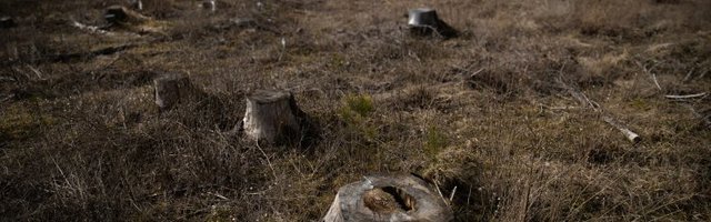 Лукашенко вывел 2,3 миллиона белорусов на субботник — умилостивить Бога, наславшего на мир коронавирус