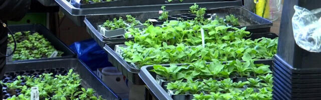 Подоконники в рассаде: в Нарве стартовала подготовка к дачному сезону