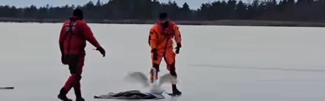 ВИДЕО | В начале года эстонские спасатели спасли вмерзшего в лед лебедя