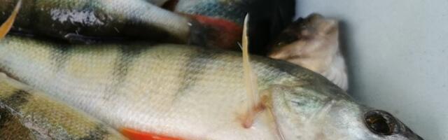 Министерство по делам регионов хочет ввести новые ограничения на вылов окуня и судака