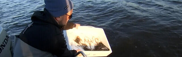 В озеро Выртсъярв выпустили 400 килограммов мальков стекловидного угря