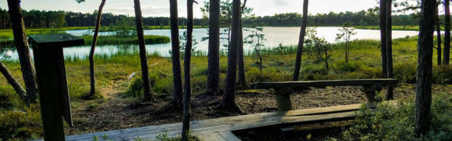 RMK планирует высадить почти 9 млн новых деревьев на Северо-Востоке