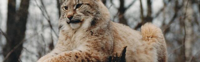 Рысь сбежала от спасателей в центре Таллинна