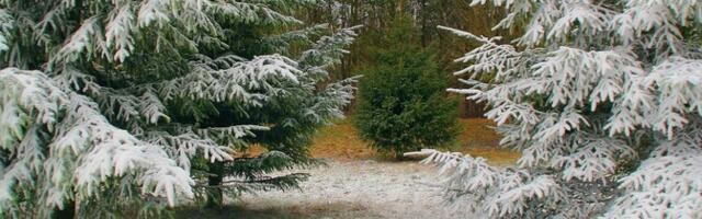 Жители Эстонии спилили в государственных лесах более 10 000 елей к зимним праздникам