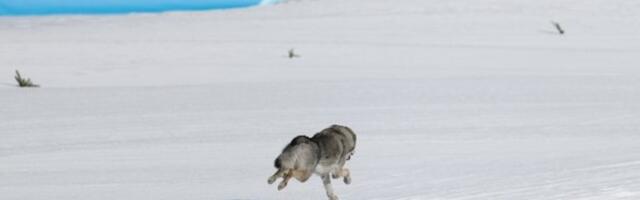 ФОТО | Эстонские лыжницы заняли 12-е место в финале командного спринта на ОИ‑2026 — победила Швеция