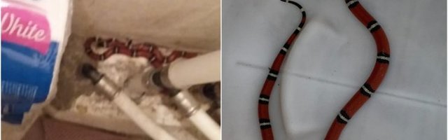 ФОТО | Жительница Клайпеды обнаружила у себя дома тропическую змею