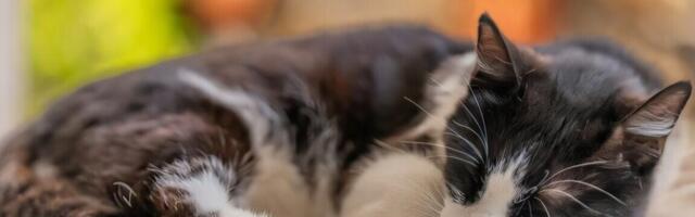 Представитель кошачьего приюта о новом законопроекте о защите прав животных: кто это придумал?