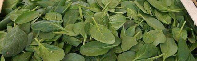 Департамент обнаружил в шпинате превышение остаточного количества инсектицида