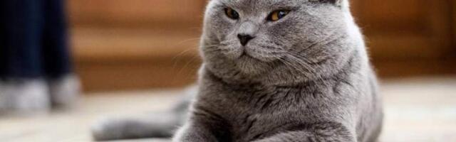 Мужчина отправил кошку почтой из Австрии в Германию