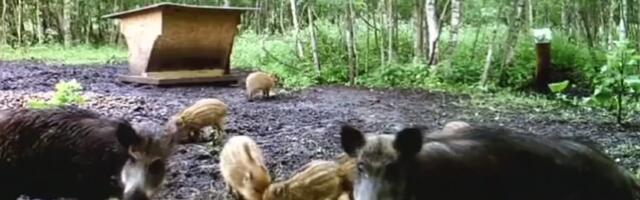 Ученые: вспышка АЧС возможна в тех районах, которые были не затронуты в прошлом году