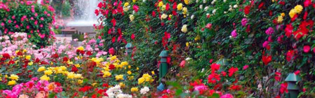 Station Narva приглашает посетить неизведанное царство садов Кудрукюла