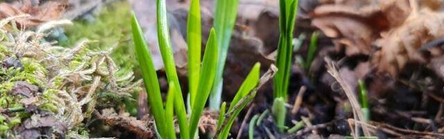 В четверг облачно с прояснениями, +5..+12