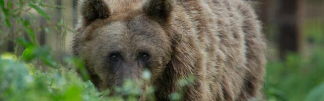 Покойся с миром, медведица Каролина! Эстонский зоопарк прощается со своим самым знаменитым обитателем 