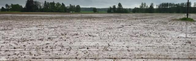 Фермер из Южной Эстонии: ущерб от дождей составил сотни тысяч евро