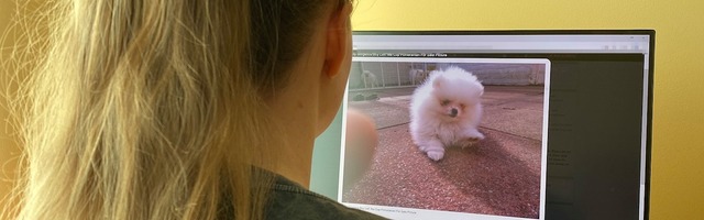 За дешевыми щенками погонишься — ни одного не поймаешь