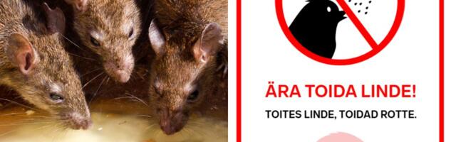 В Ласнамяэ началась весенняя дератизация в 22 локациях 