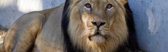 В Таллиннском зоопарке умер лев
