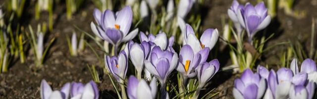 Лето близко! Новая неделя принесет до +25 градусов, но заодно и дожди