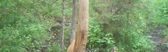 ФОТО | Необычная картина: в объектив попала косуля сразу с тремя детенышами