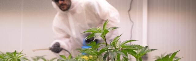 Гигантская мошенническая схема с коноплей: деньги могли проходить через Эстонию