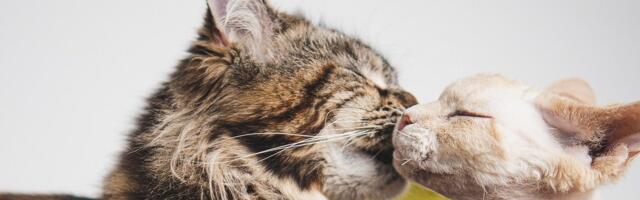 Около 150 породистых кошек принимают участие в международной выставке в торговом центре T1 в эти выходные