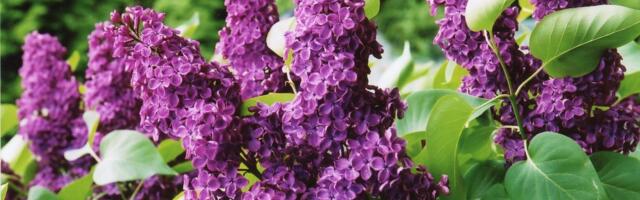 Можно ли в Таллинне ломать сирень для букетов?