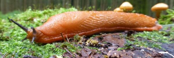 О чем пишет пресса: Кабмин против слизней, критика школьной реформы