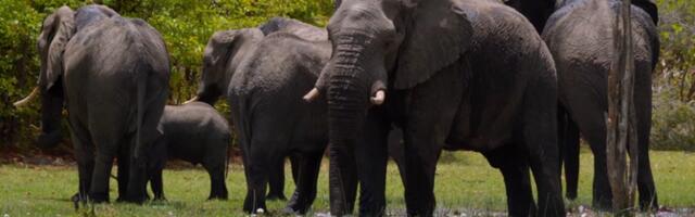 "Очевидец": из-за природоохранной политики слоны в Ботсване стали настоящим бедствием