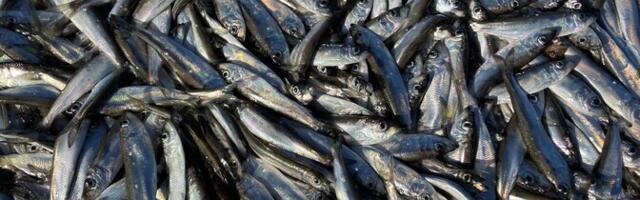 Правительство установило квоты на вылов салаки, кильки и трески в Балтийском море на 2026 год