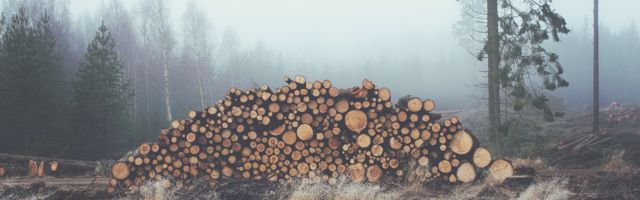 Эстония на третьем месте в ЕС по темпу роста вырубки леса