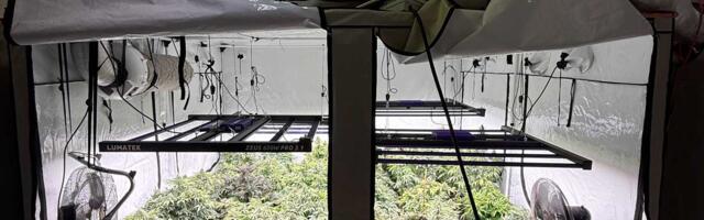 Полиция в Таллинне задержала мужчин, организовавших двухэтажную плантацию конопли