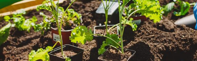 В Ласнамяэ начинается строительство ботанического сада