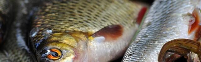 Еврокомиссар: вступающие в силу ограничения дадут более точное представление о рыболовстве