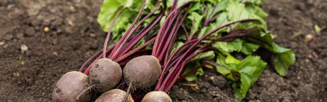 ОБЗОР ЦЕН | В Эстонии овощи становятся дорогим удовольствием