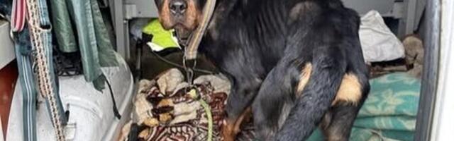 В Нарве спасли отощавших до опасного состояния ротвейлеров