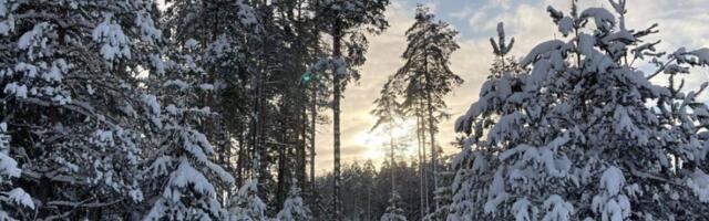 В ближайшие ночи вернутся сильные морозы