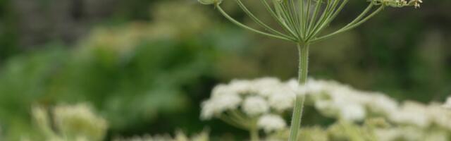 Департамент окружающей среды и в этом году получил финансирование на борьбу с борщевиком