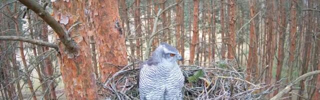 ОНЛАЙН: В Тарту начался сезон гнездования: ястребы Алла и Рууди уже снесли первое яйцо