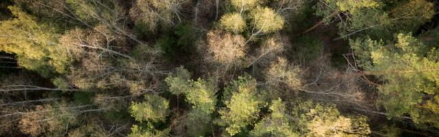 Магнат вышел на новый уровень. «Эти леса всё-таки покупаются на деньги Линнамяэ»