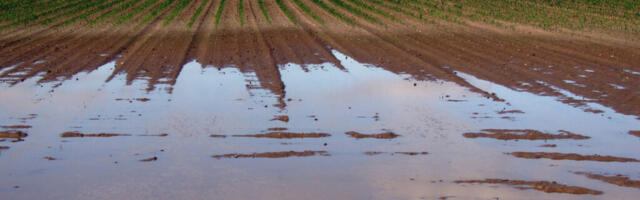 Государство подтвердило форс-мажор в сельском хозяйстве и ищет возможности для поддержки производителей