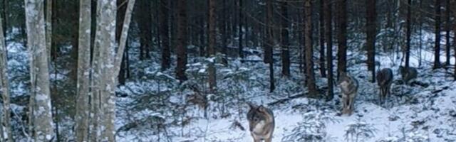 Волки задрали 20 овец на ферме в Алутагузе